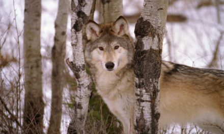 Nat Hab Supports Wolf Conservation Research in Yellowstone