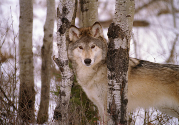Yellowstone wolf in winter