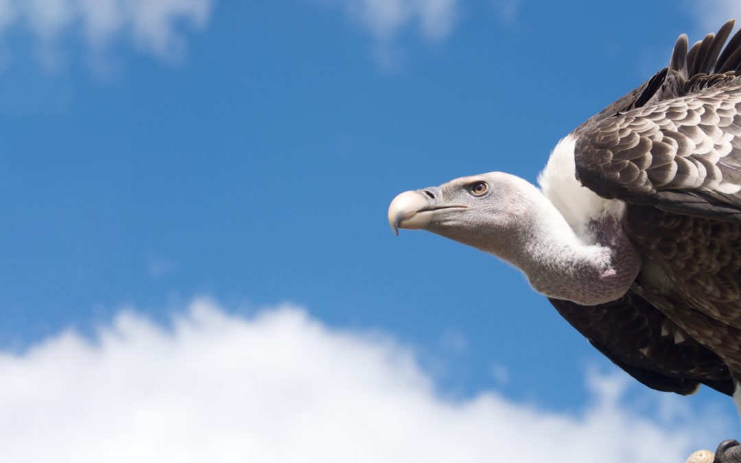 Video: Protecting Nature’s Cleanup Crews, the Vultures