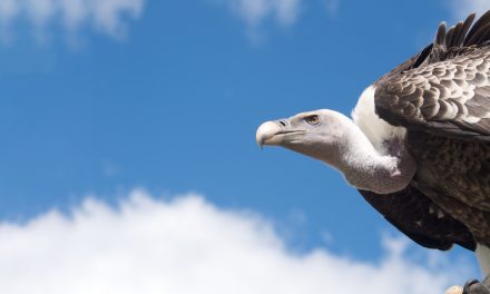 Video: Protecting Nature’s Cleanup Crews, the Vultures