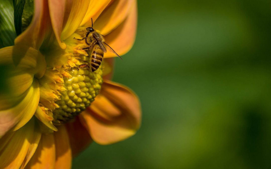 Video: the Interrelated and Networked Earth