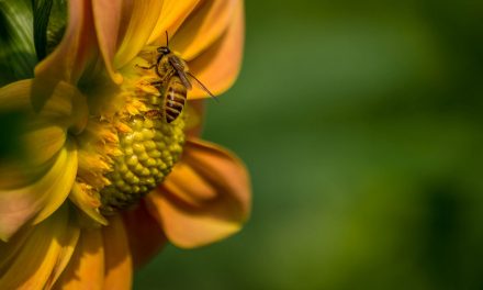 Video: the Interrelated and Networked Earth