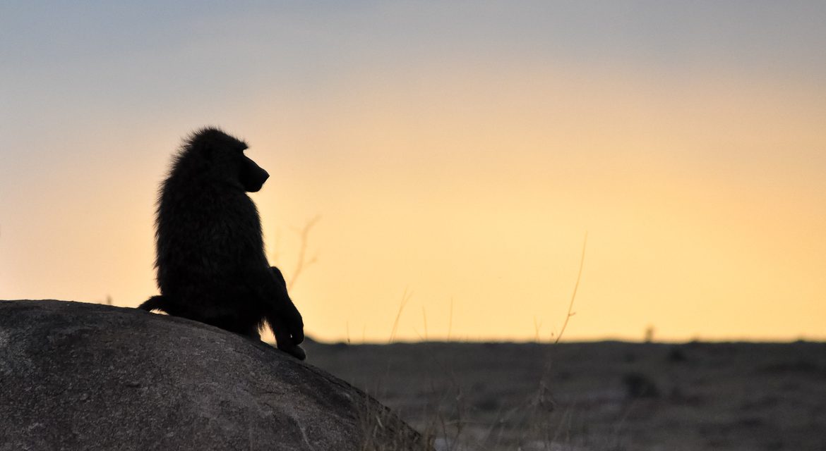 Wildlife Photo of the Week: Baboon Enjoying Sunset