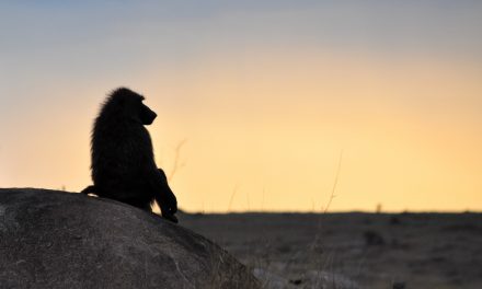 Wildlife Photo of the Week: Baboon Enjoying Sunset