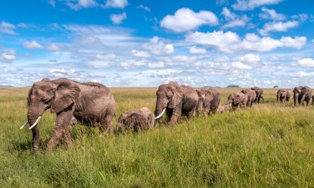 Wildlife Photo of the Week: Elephants on Parade