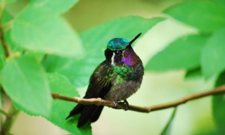 Natural Jewels of Costa Rica