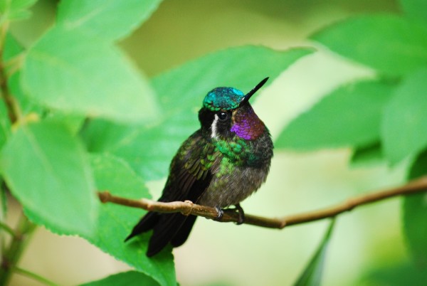 Costa Rica Adventure