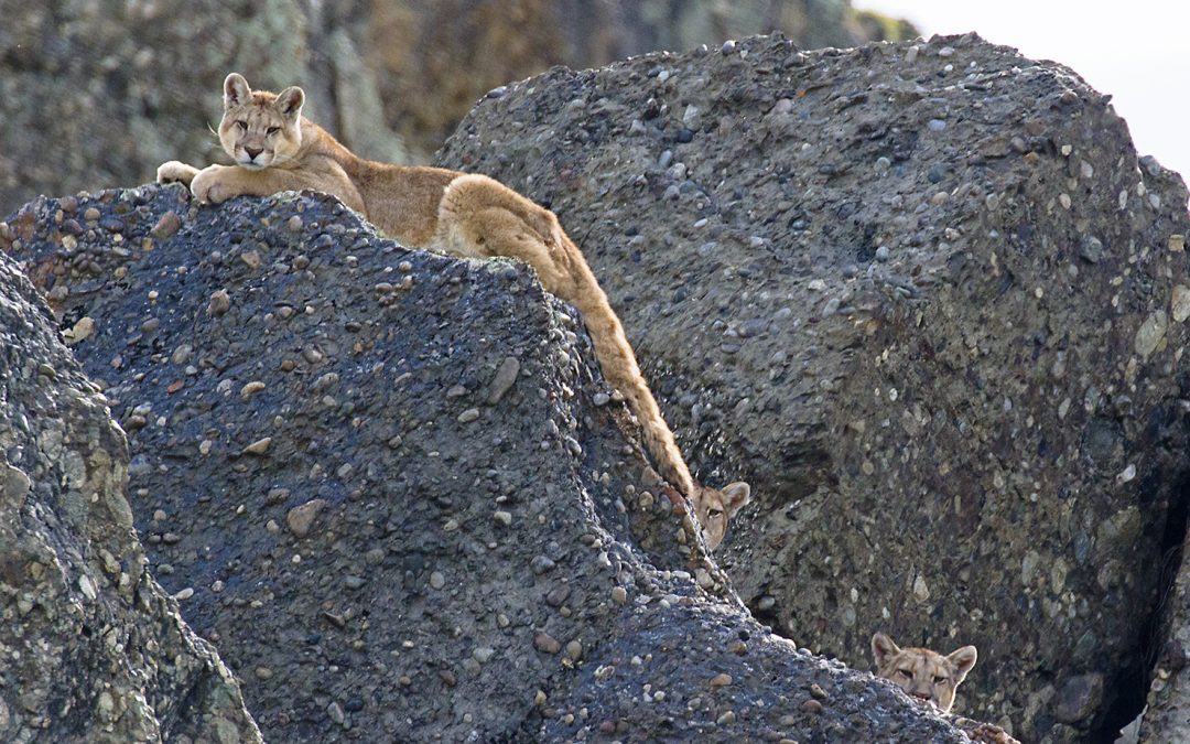 Encounters with the Wild Patagonian Puma