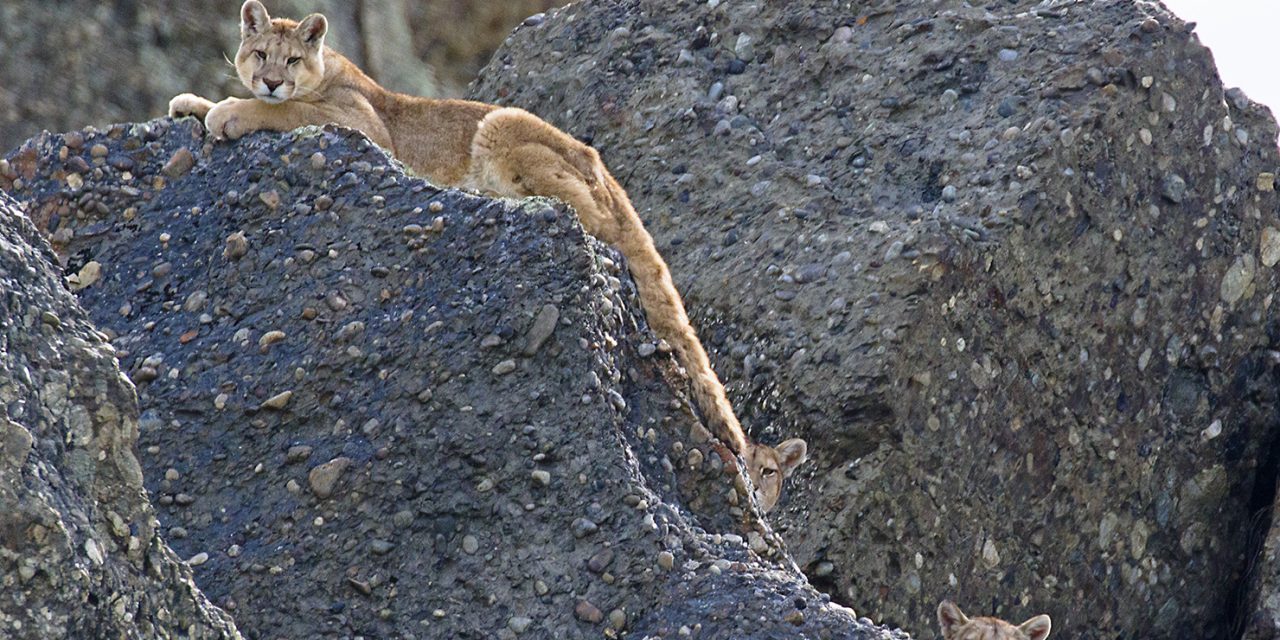 Encounters with the Wild Patagonian Puma