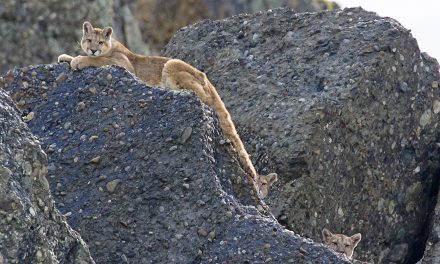 Encounters with the Wild Patagonian Puma