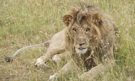 Kenya Migration: The Full Circle of Life