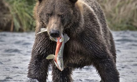 Wildlife Photo of the Week: Brown Bear Fishing