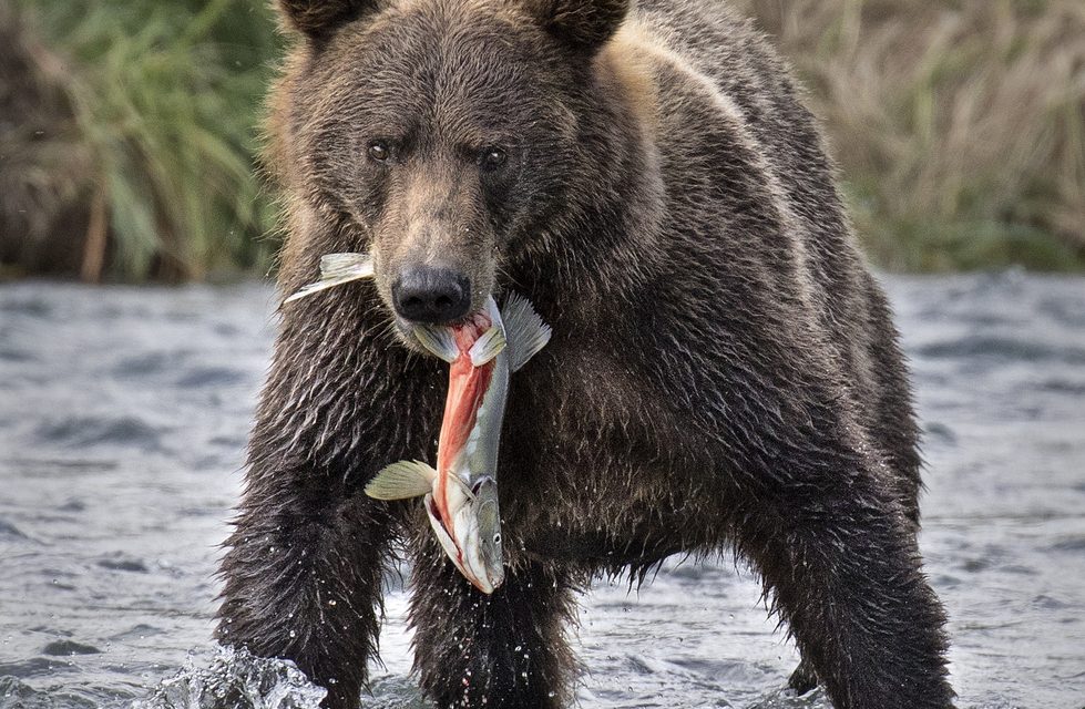 Wildlife Photo of the Week: Brown Bear Fishing