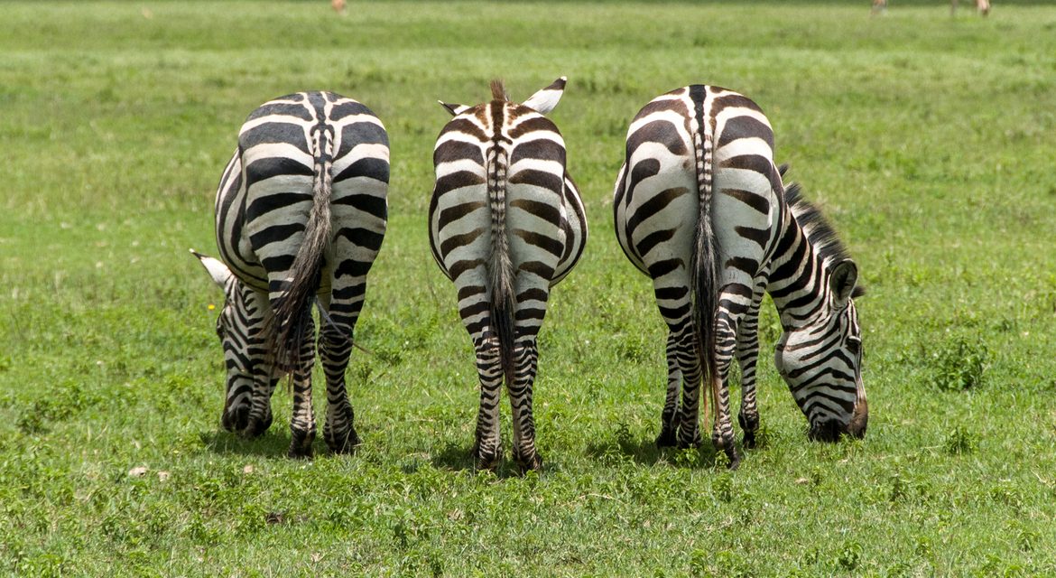 Wildlife Photo of the Week: Zebras in Tanzania