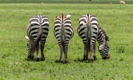 Wildlife Photo of the Week: Zebras in Tanzania