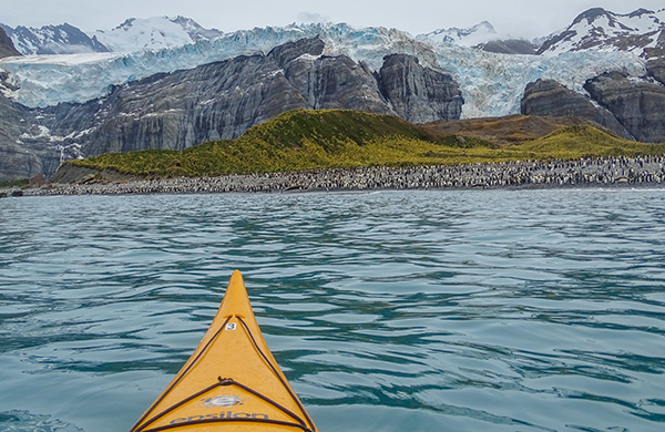 Pushed Around on South Georgia Island | Olaf’s Corner