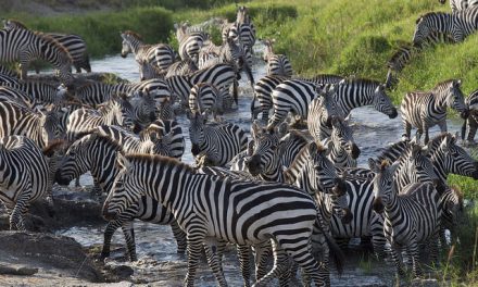 Amazing Wildlife Images From a Kenya Photo Safari