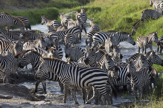 zebra herd crossing a river