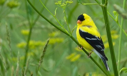 Video: “The Messenger” Movie’s Memo about Songbirds