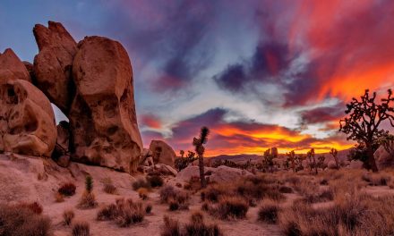 Eco-Avengers: Just Monkeywrenching or Ecoterrorism?