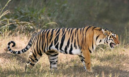 Good News: Increase in Wild Tiger Global Estimate