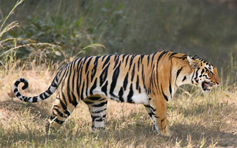 Good News: Increase in Wild Tiger Global Estimate