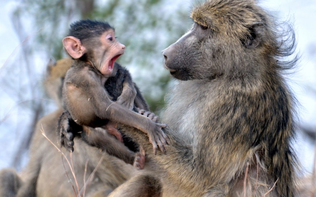 Wildlife Photo of the Week: Baby and Mama Baboon