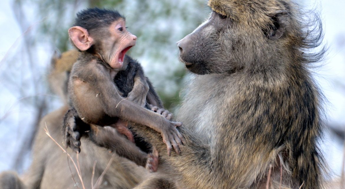 Wildlife Photo of the Week: Baby and Mama Baboon