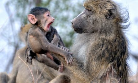 Wildlife Photo of the Week: Baby and Mama Baboon