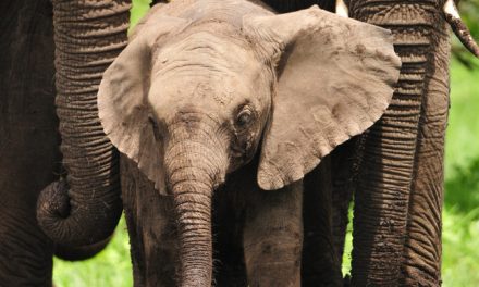 Wildlife Photo of the Week: Big Friends