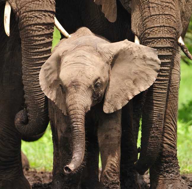 Wildlife Photo of the Week: Big Friends