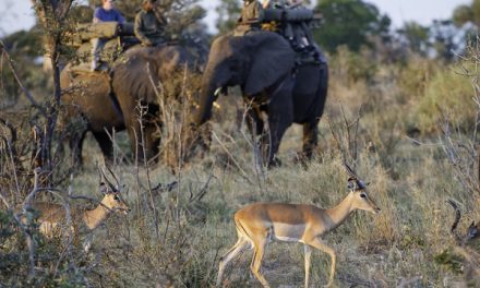 Top 6 Ways to Experience Botswana