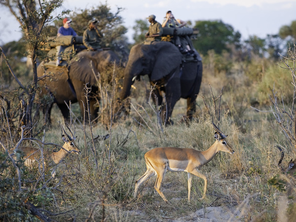 Top 6 Ways to Experience Botswana