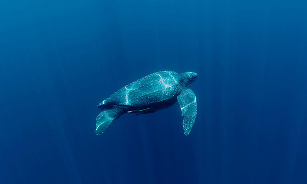 Leatherback Turtle