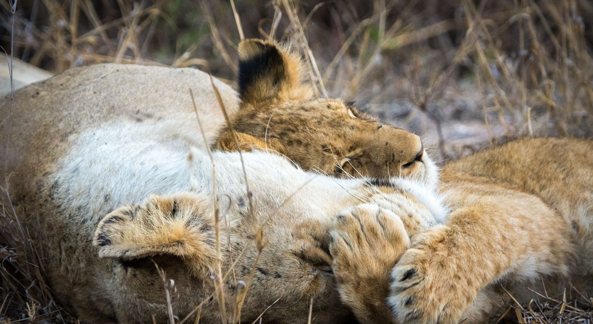 Wildlife Photo of the Week: Lion Hugs