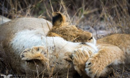 Wildlife Photo of the Week: Lion Hugs