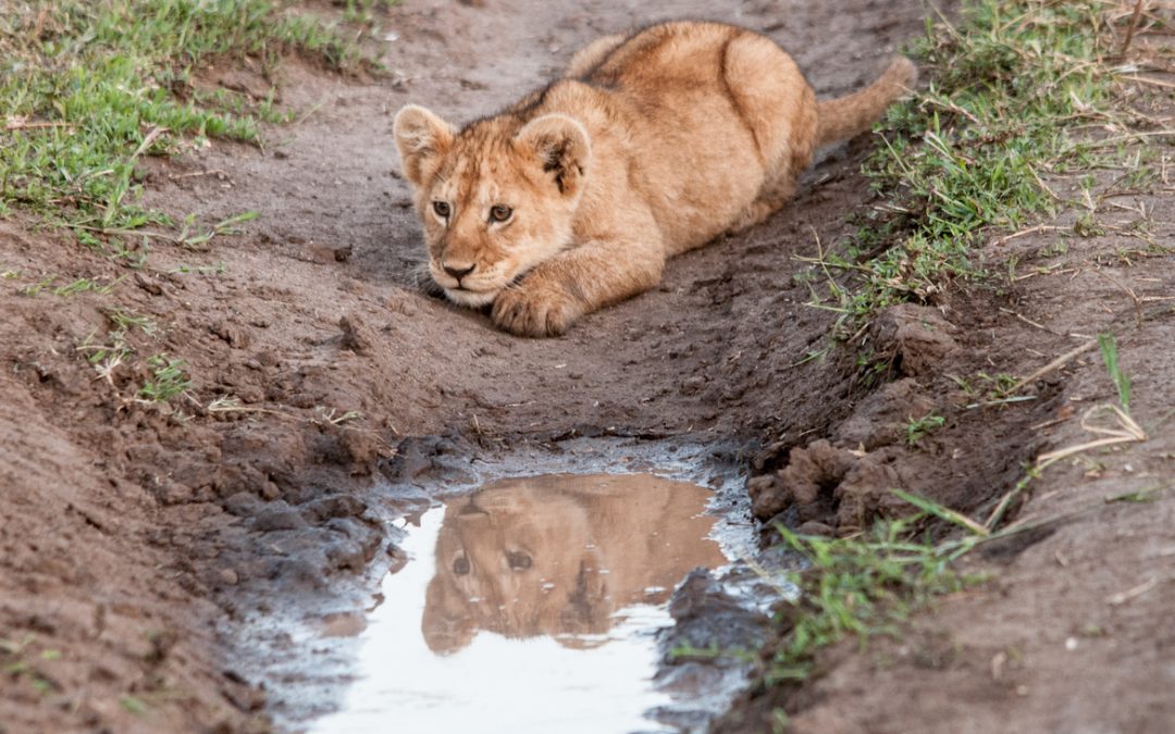 Wildlife Photo of the Week: Stalking Lion
