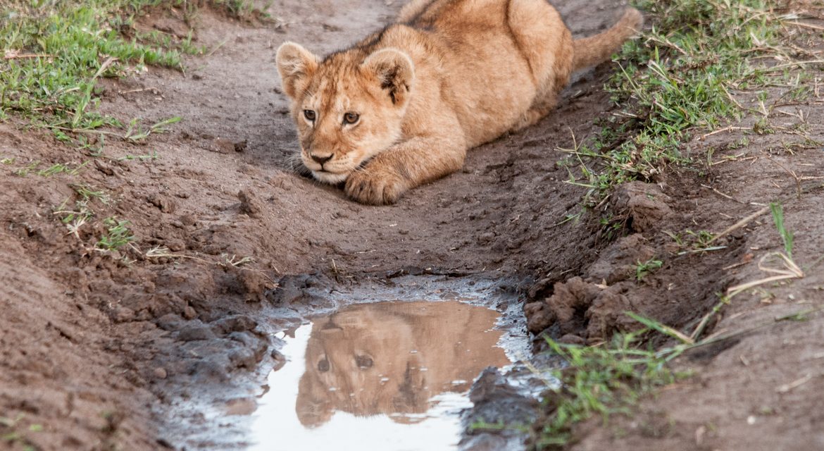 Wildlife Photo of the Week: Stalking Lion