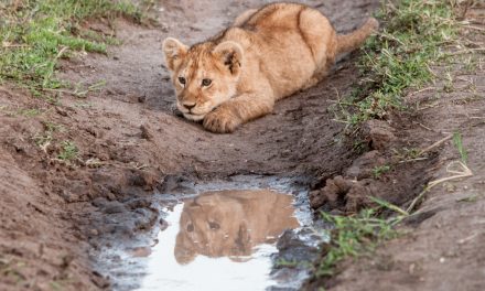 Wildlife Photo of the Week: Stalking Lion