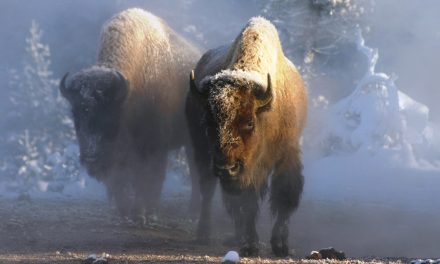 Bison Named Our National Mammal: Bad Omen for the Species?