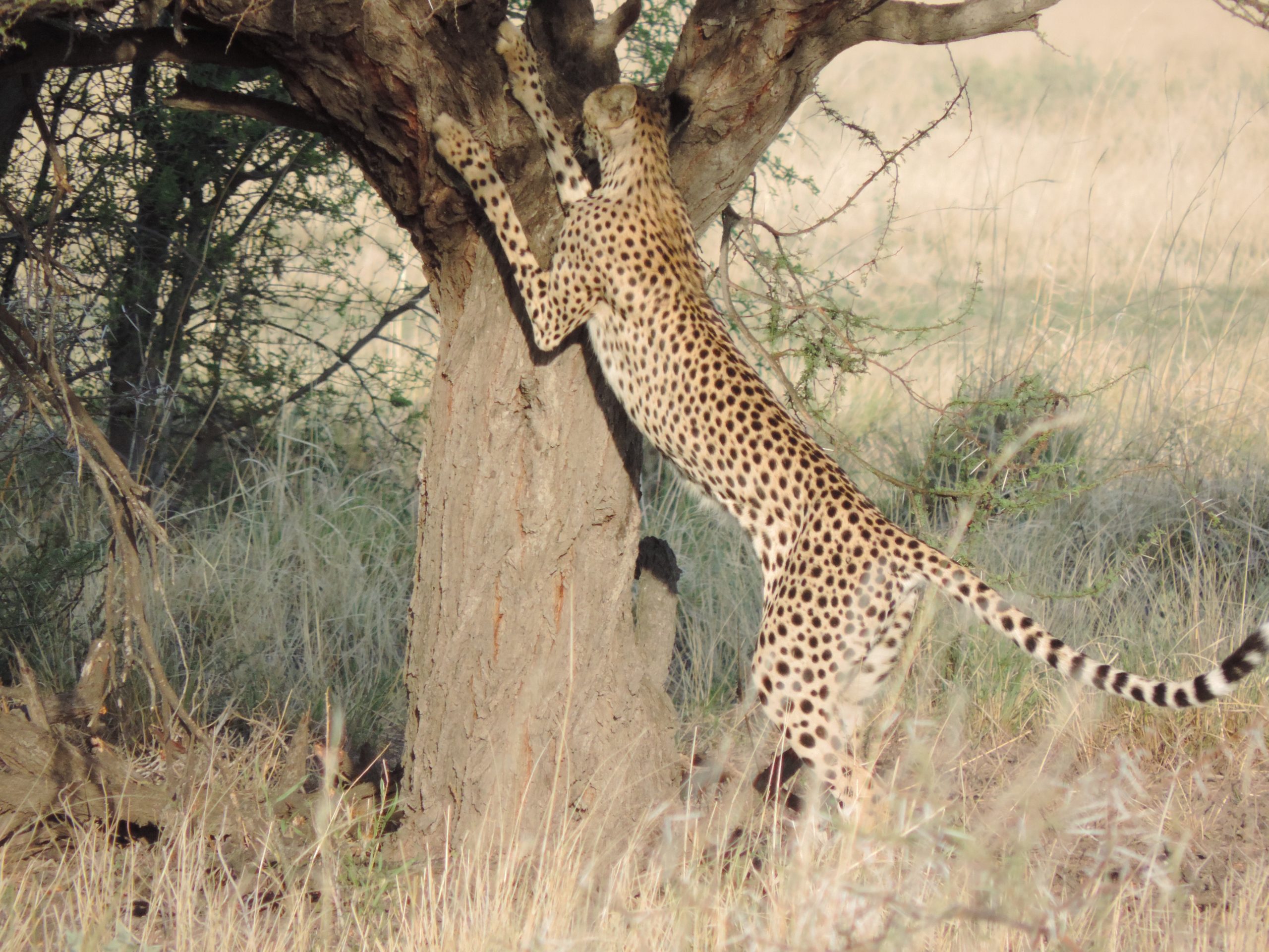 © Deborah Ackerman/WWF-US