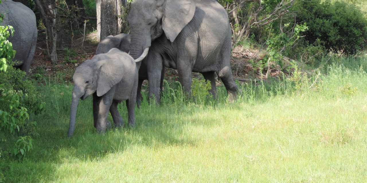 Consider “Going Green” – Travel During Botswana’s Rainy Season