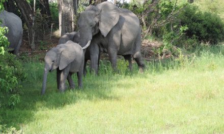 Consider “Going Green” – Travel During Botswana’s Rainy Season