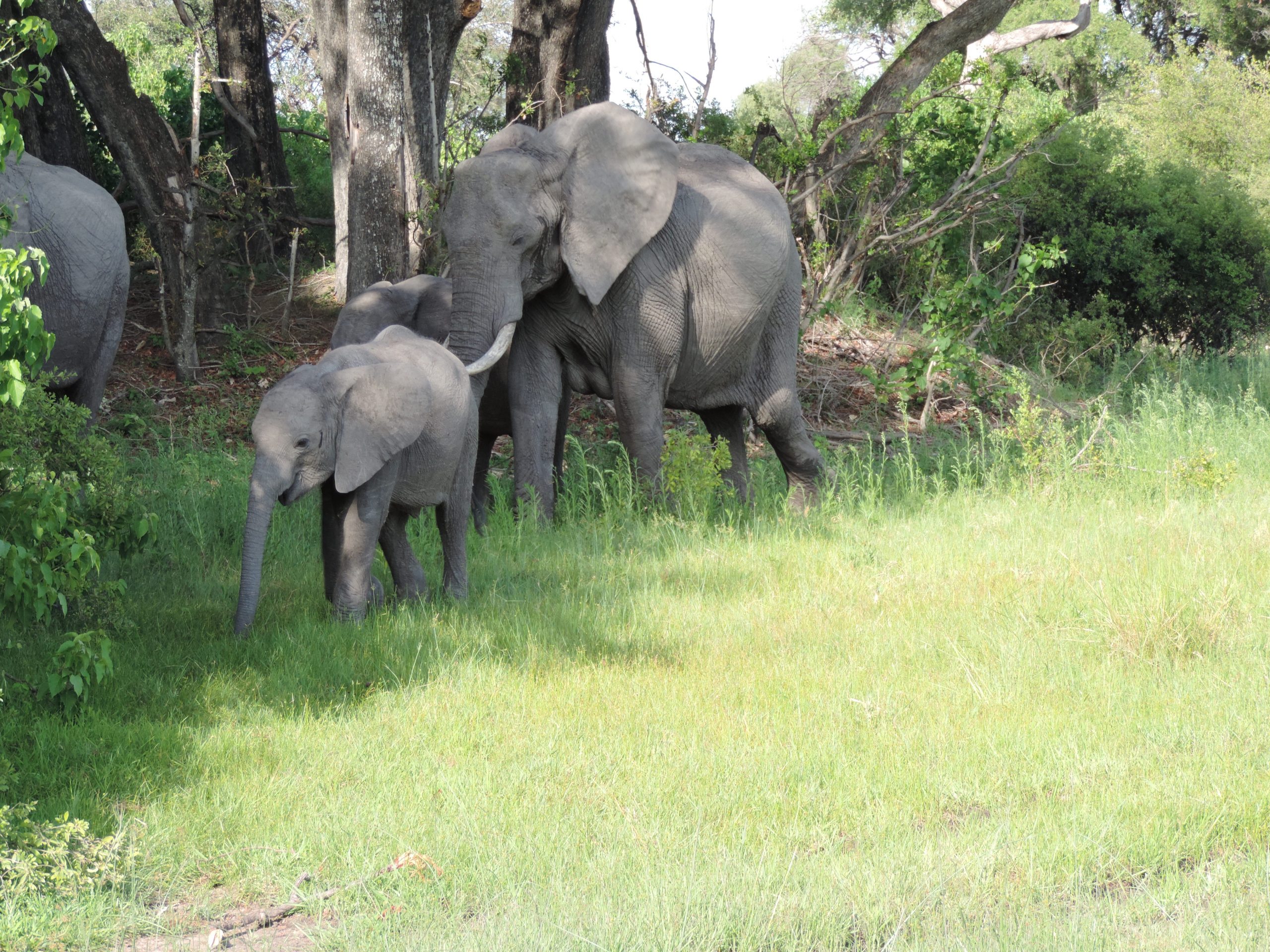 We saw this bush baby elephant within KAZA in the Vumbura Concession, Northern Part of Okavango Delta, Botswana © Deborah Ackerman/WWF-US