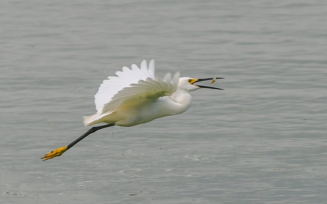Wildlife Photo of the Week: Egret Breakfast Banquet