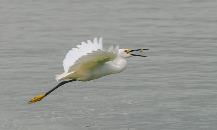 Wildlife Photo of the Week: Egret Breakfast Banquet