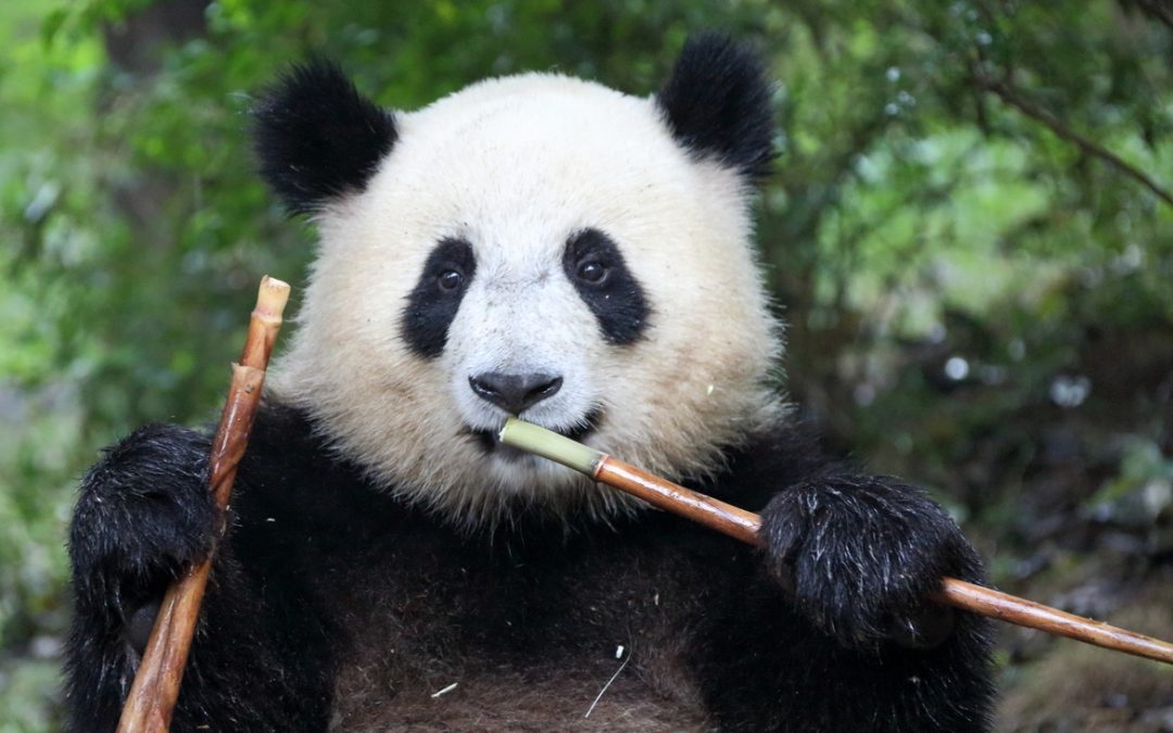 Wildlife Photo of the Week: Chow Time