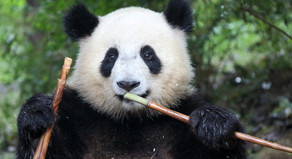 Wildlife Photo of the Week: Chow Time