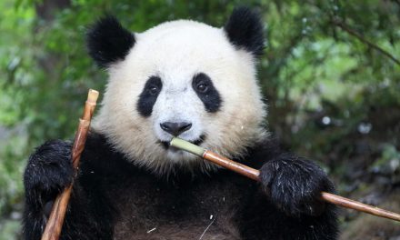 Wildlife Photo of the Week: Chow Time