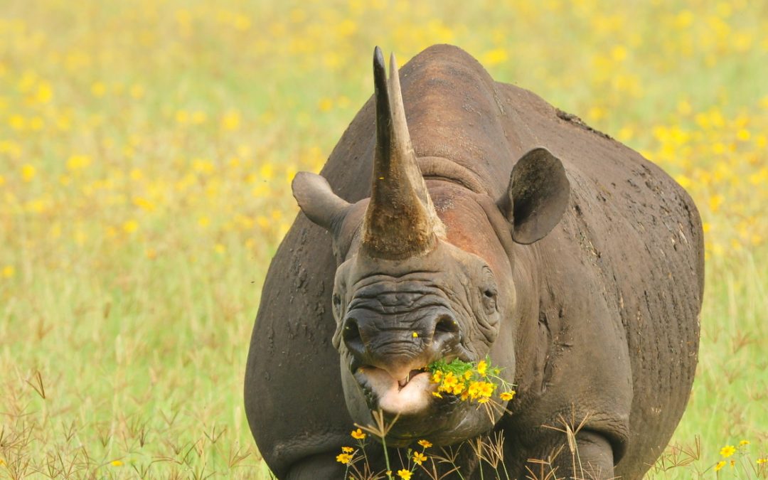 Wildlife Photo of the Week: Flower Power